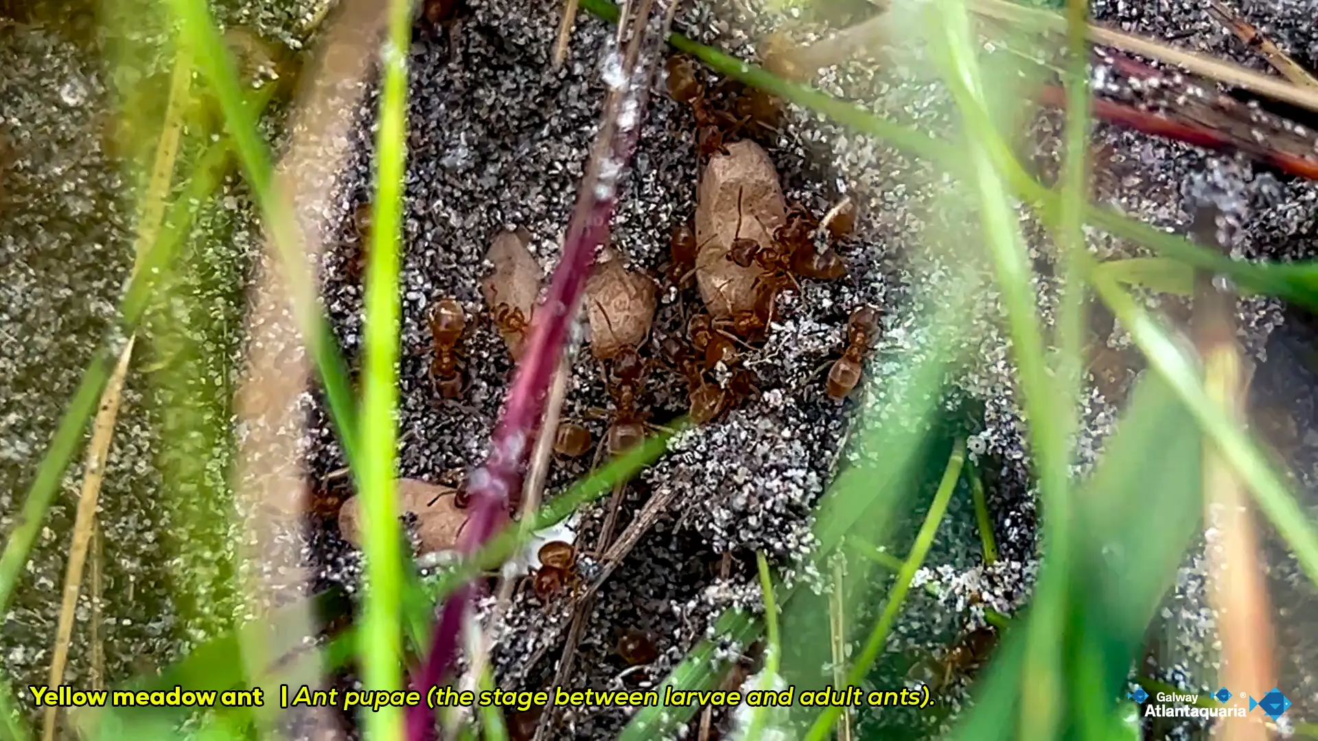 YMA web 3 ant pupae 17 06 2026