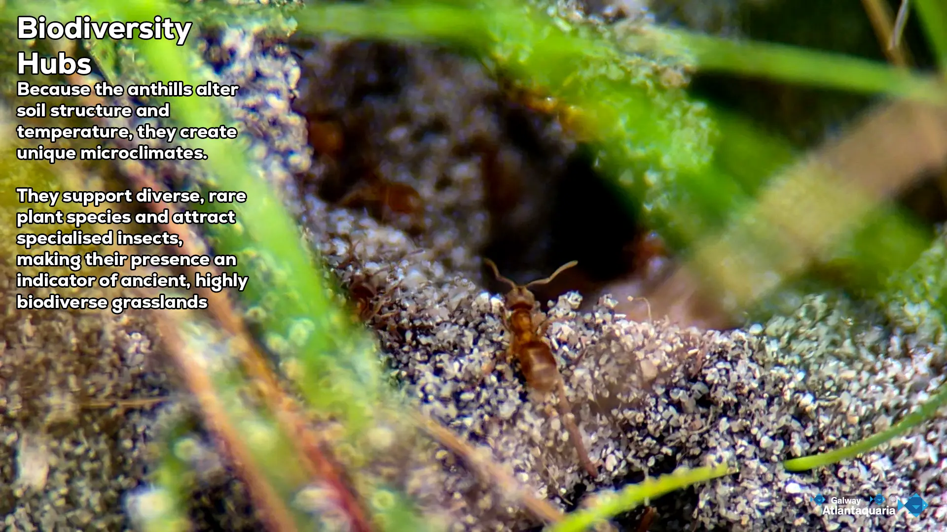 YMA web 5 ant pupae 17 06 2026