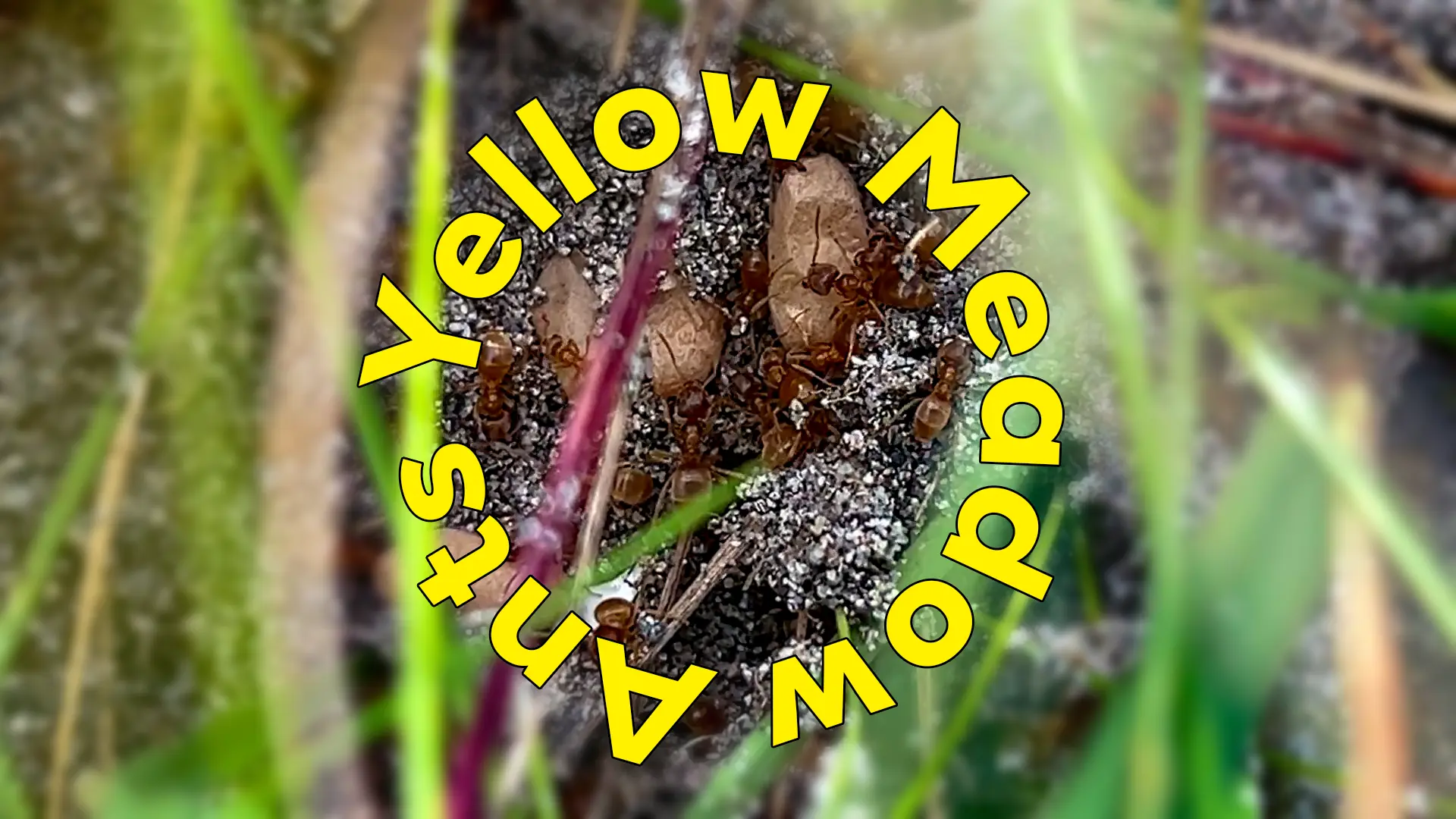 Yellow Meadow Ants found on Grattan Beach, Salthill