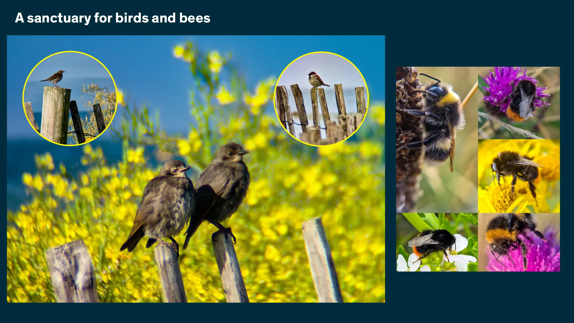 a sanctuary for birds and bees