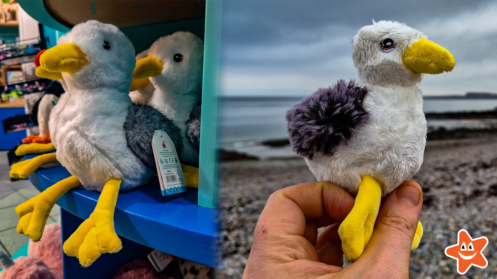 A Jonathon livingston seagull inspired gift that can be purchased from the Aquarium