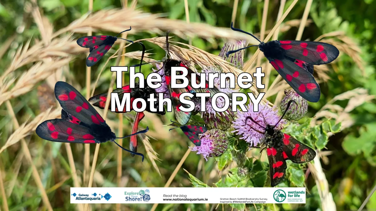 A decorative burnet moth poster featured logo for wetlands for life camapaign