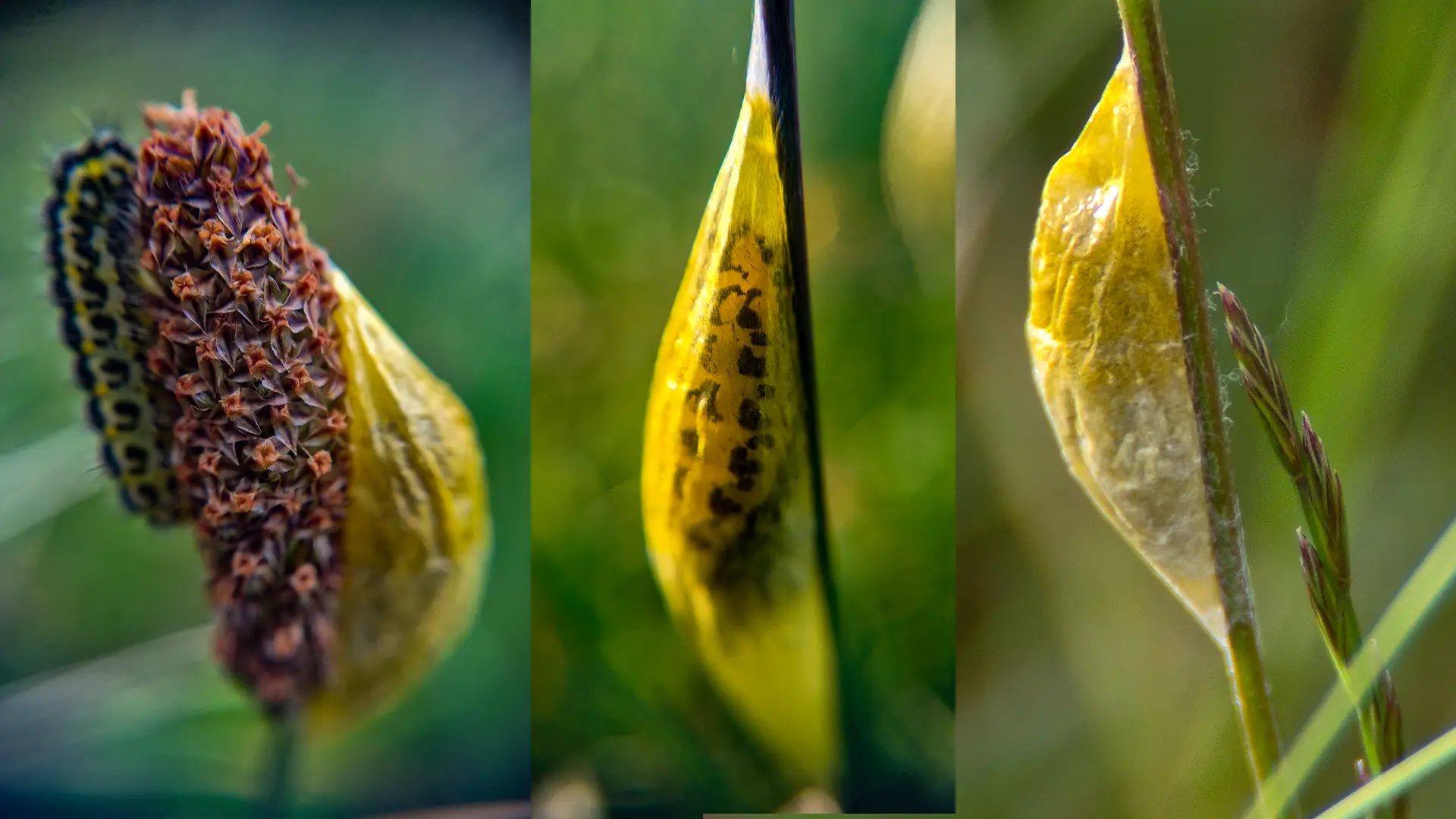 The caterpillar builds a cocoon by wrapping itself in fine silk that hardens in a papery cocoon.