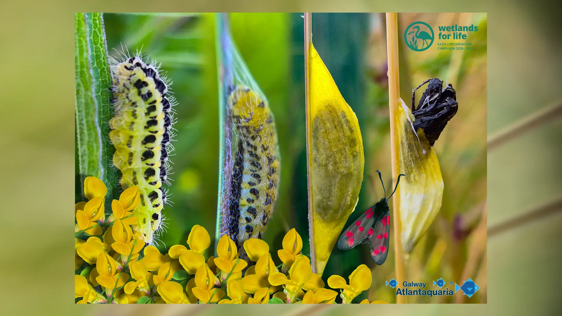 This image shows the life cycle of the burnet moth, from the food it eats, to caterpillar, pupae, exuvia, and then moth.