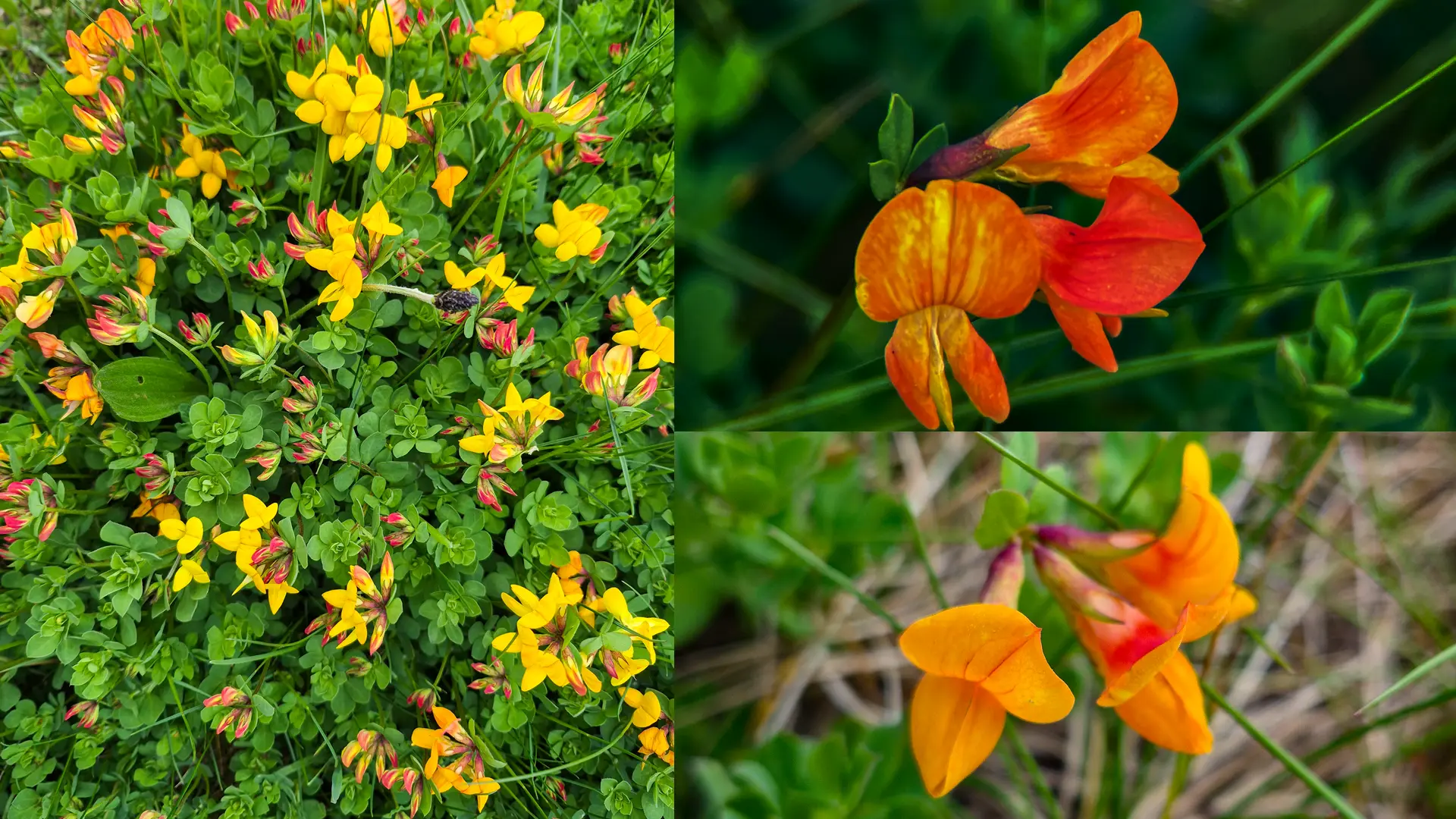 This is the flower that the burnet moth caterpillar eats. It is called birds foot trefoil and it is toxic to other animals.