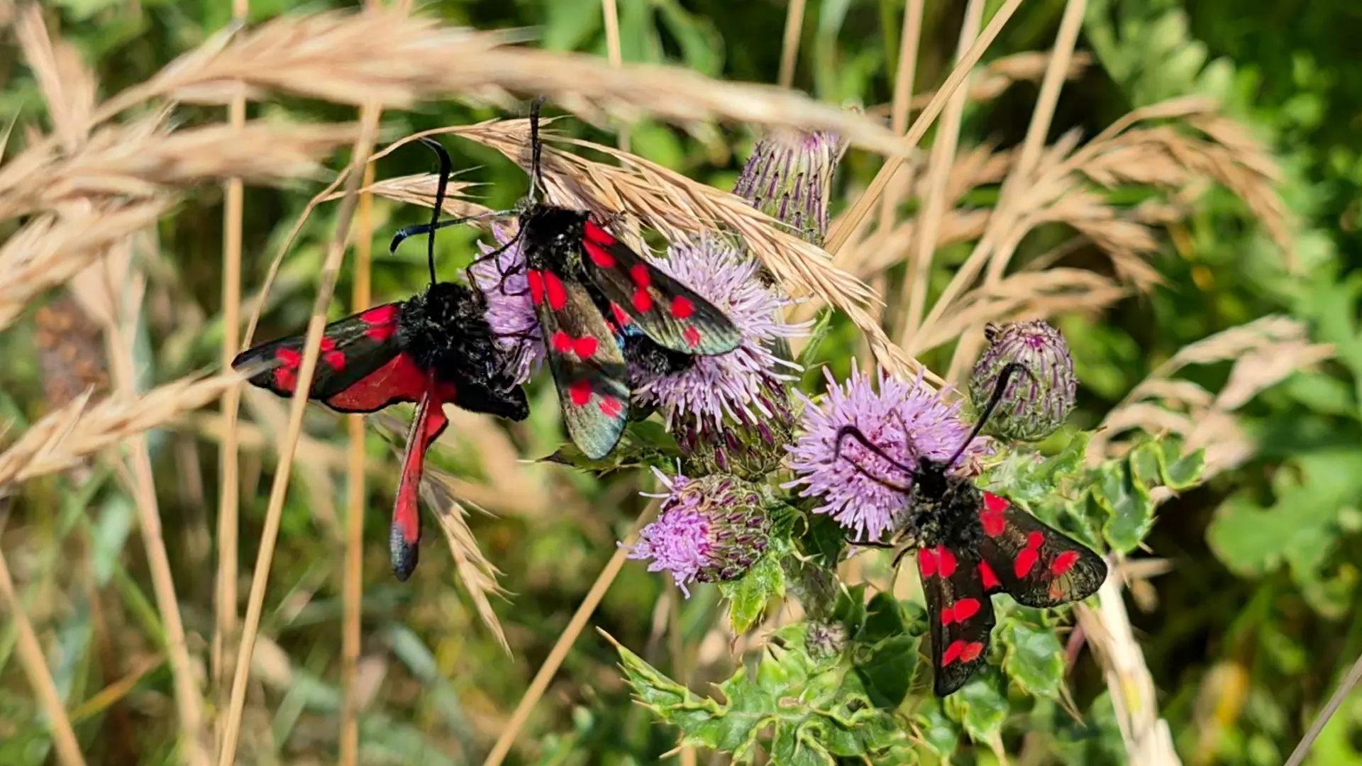 three six spot burnet moths on some native knapweed.