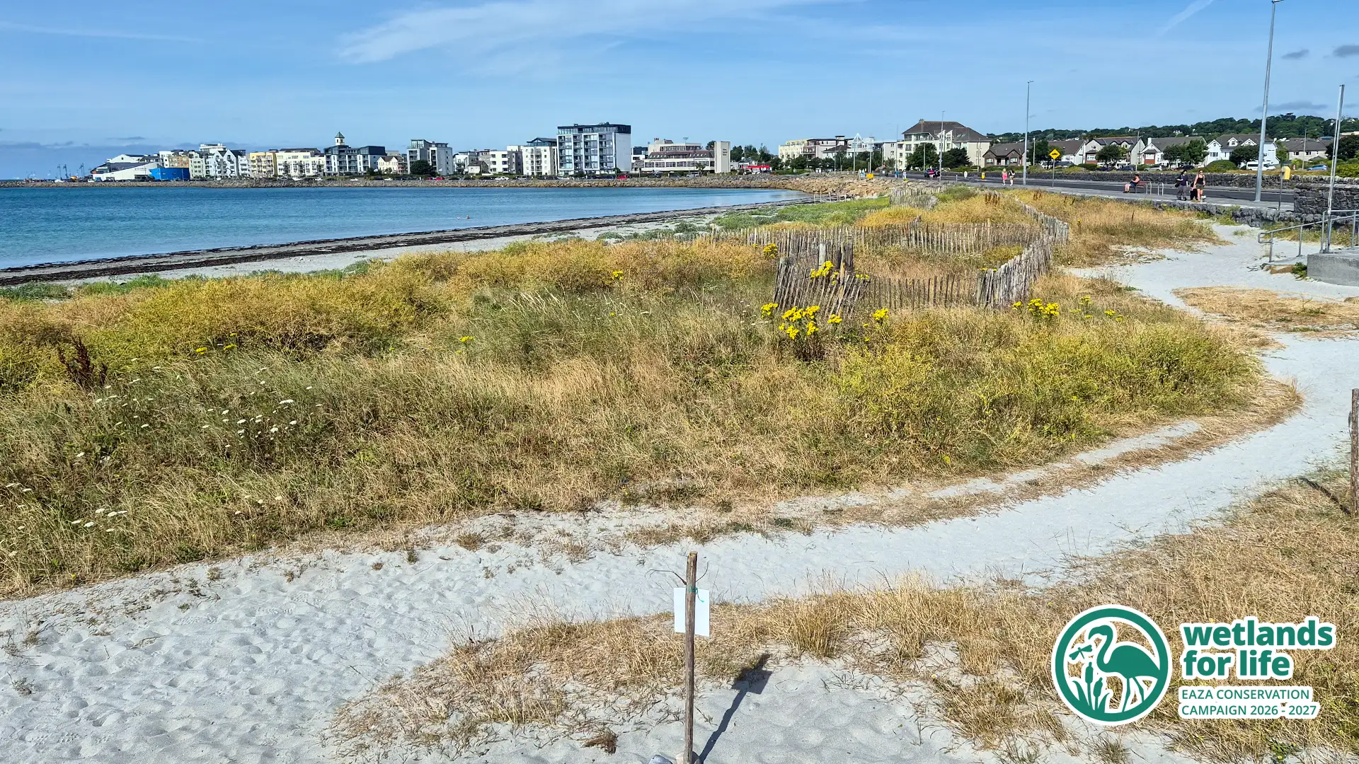 A beach after two weeks of hot sun. The area looks a dusty brown.
