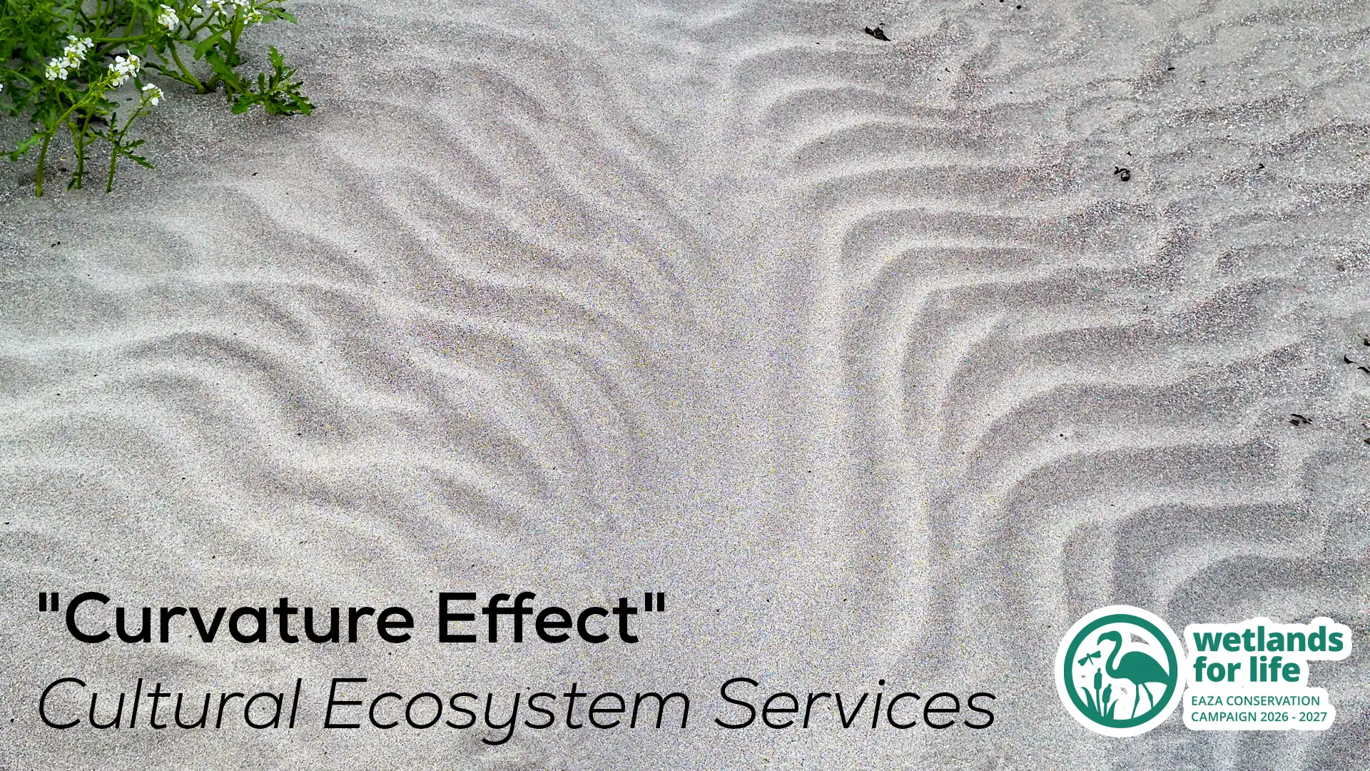 An image showing pleasant curves in the sand.