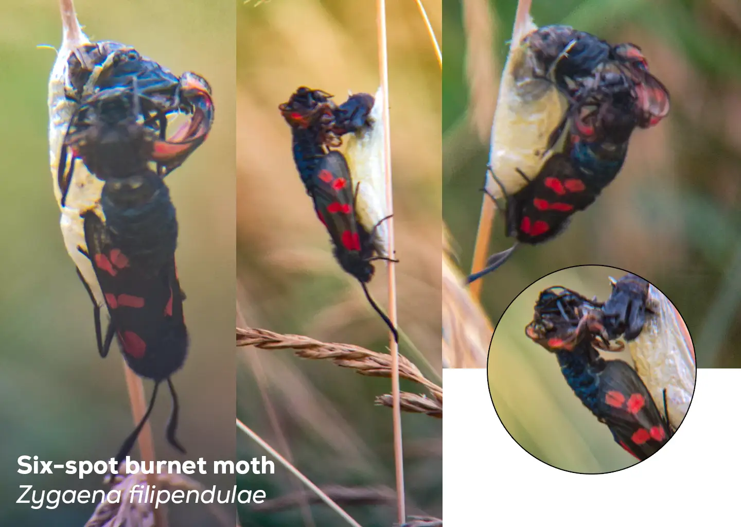 Burnet moth mating with dead female