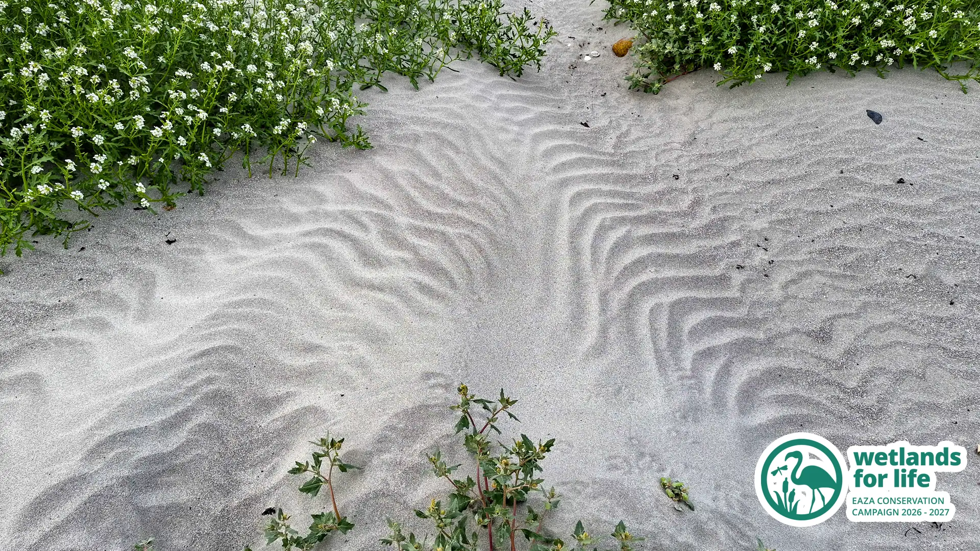 Sandy ripples or curves on a beach in Salthill, Galway City.