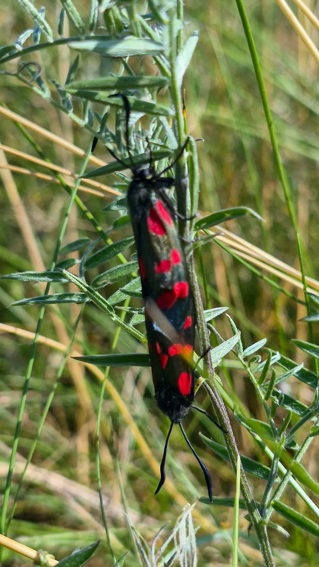Six spot burnet moths are actively mating and will do this for hours
