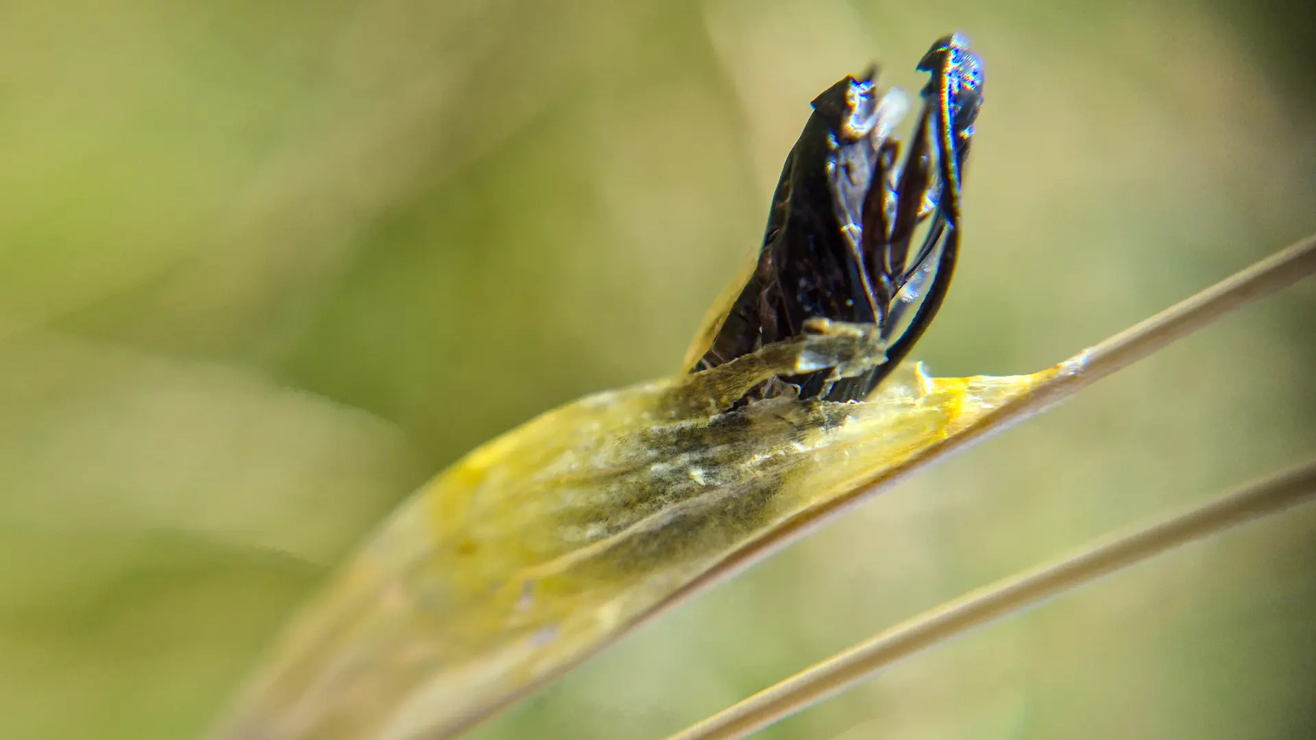 The exuvia of a six spot burnet moth, featuring the cocoon and a grisly alien looking black shell of the moth.