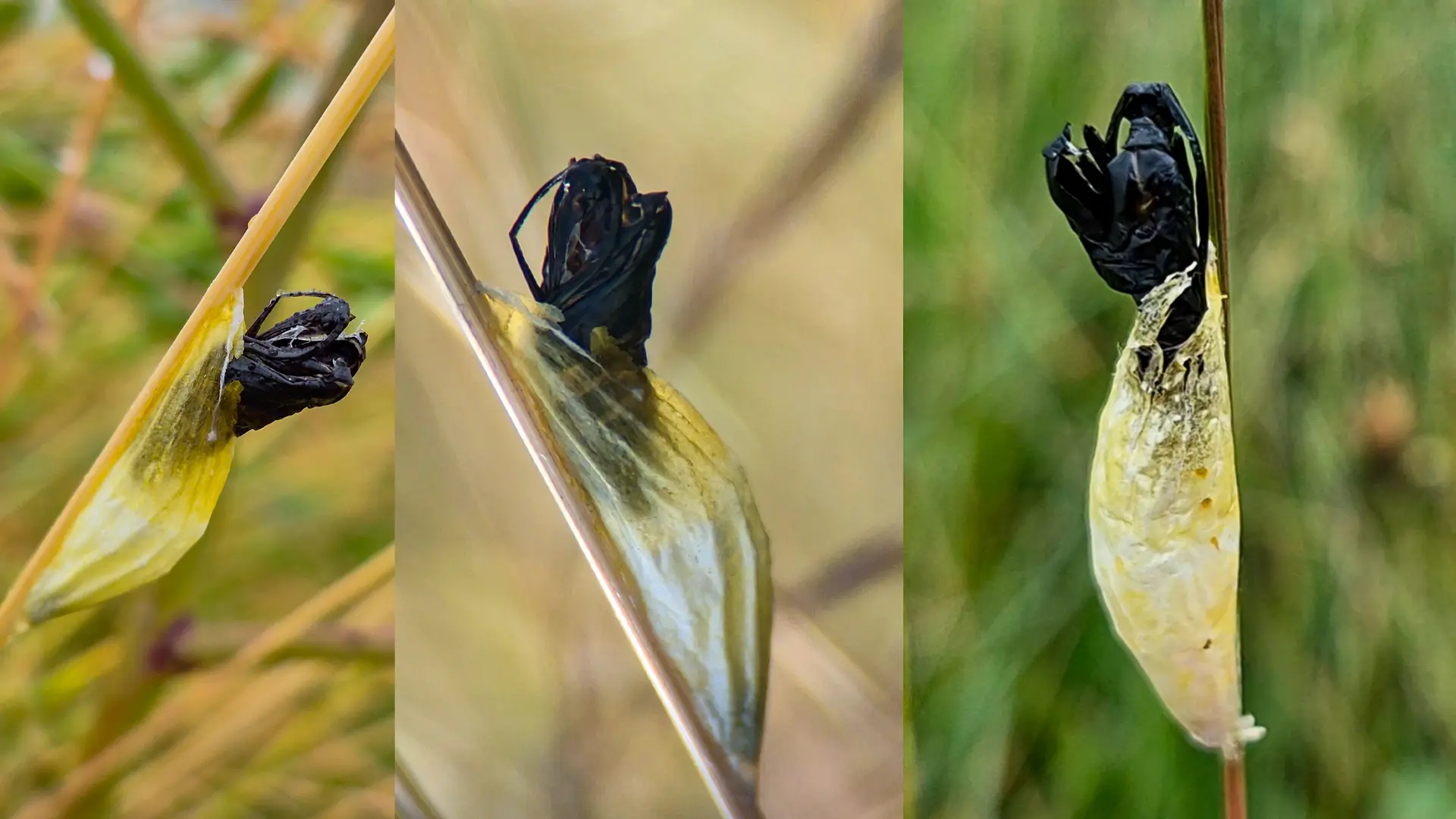 Three images of the exuvia of a six spot burnet moth, featuring the cocoon and a grisly alien looking black shell of the moth.