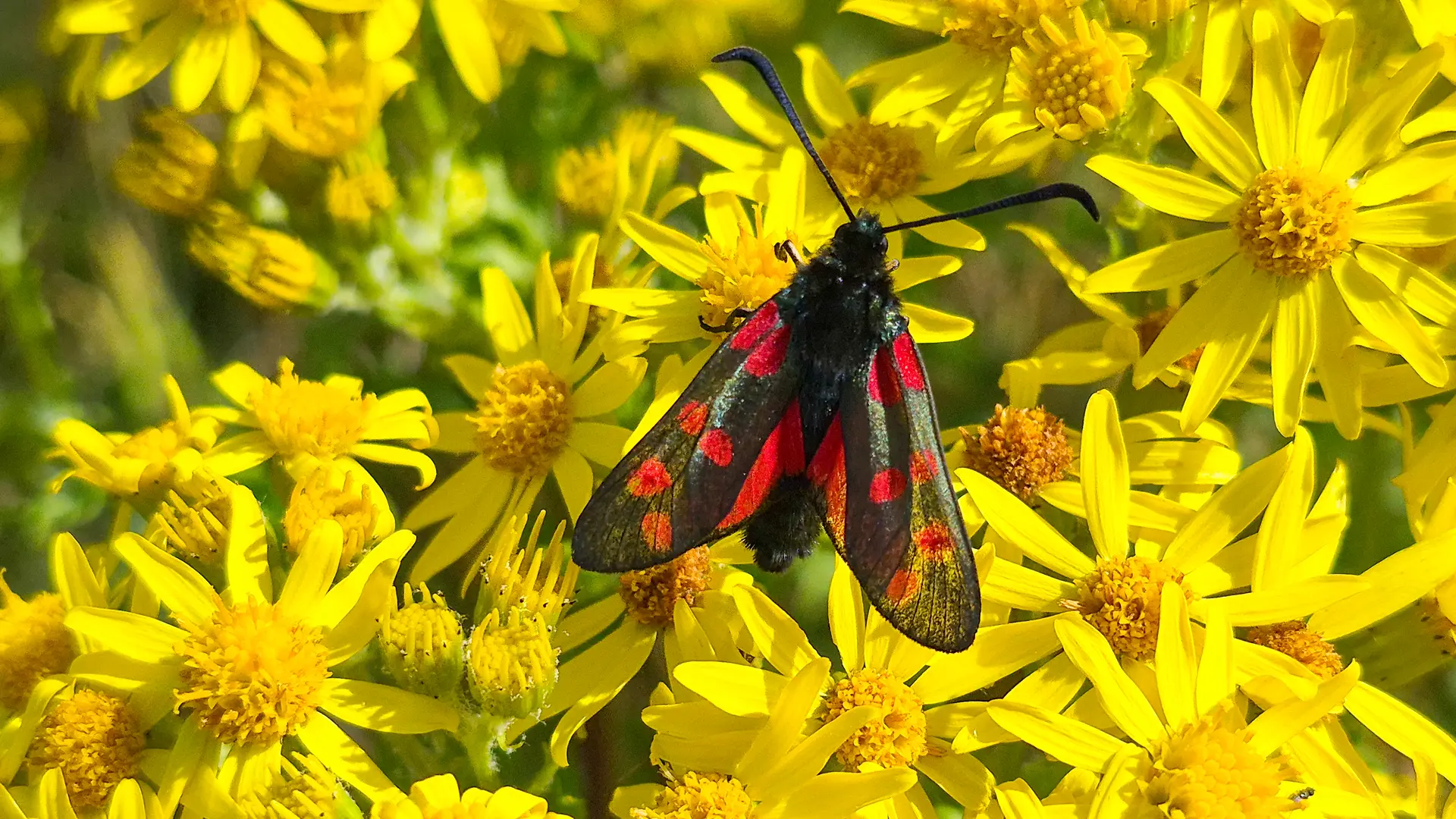 a burnet moth feeding on ragwort on Grattan Beach Salthill. This is a black moth with red spots and the ragwort is vibrant yellow.