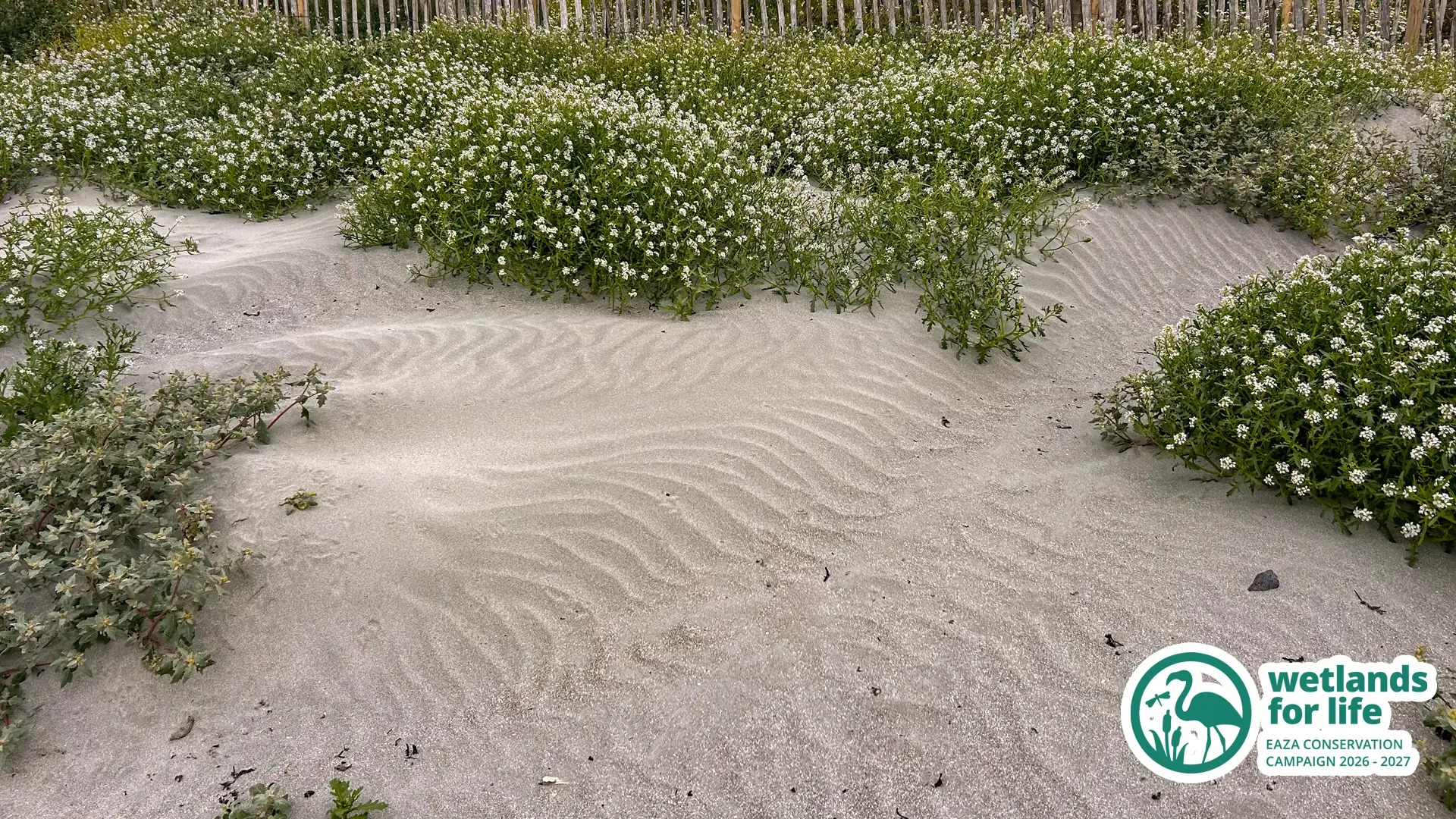 sandy beach with gray sandy ripples.