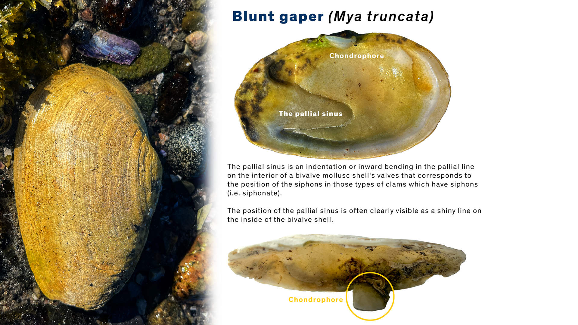 A blunt gaper identity sheet