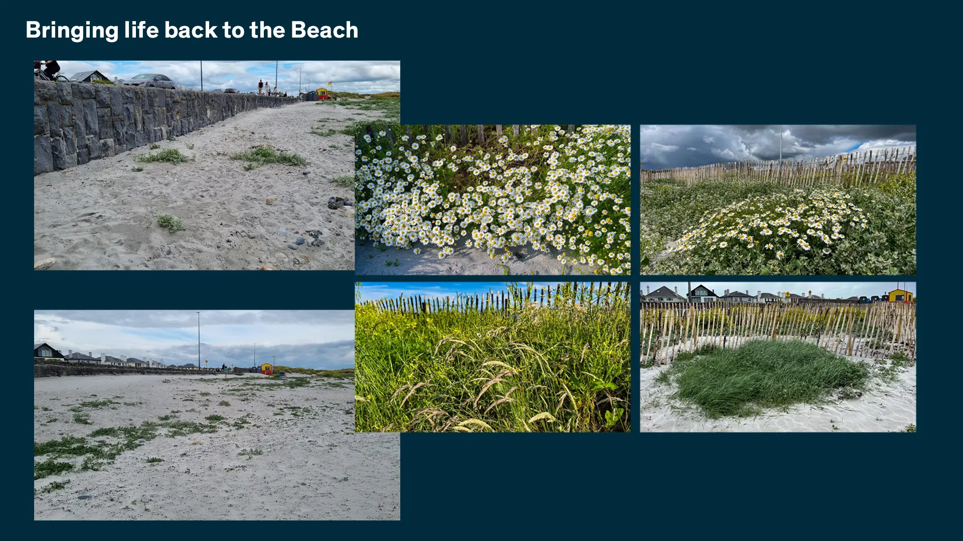 Bringinging life back to Grattan Beach SALTHILL
