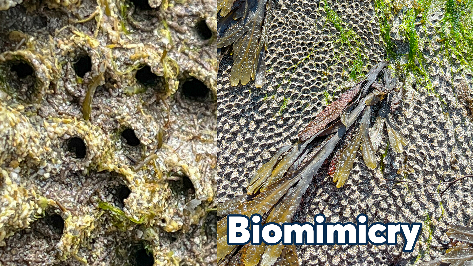 Honeycomb worms in Salthill