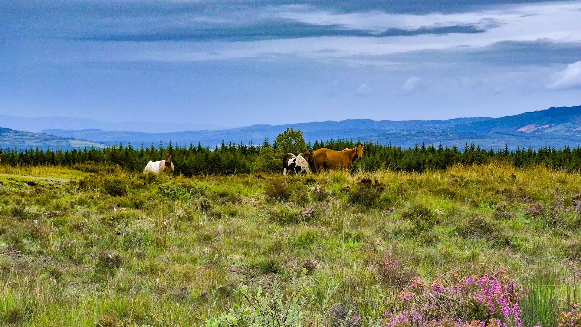 Horses on the bog in Galway County