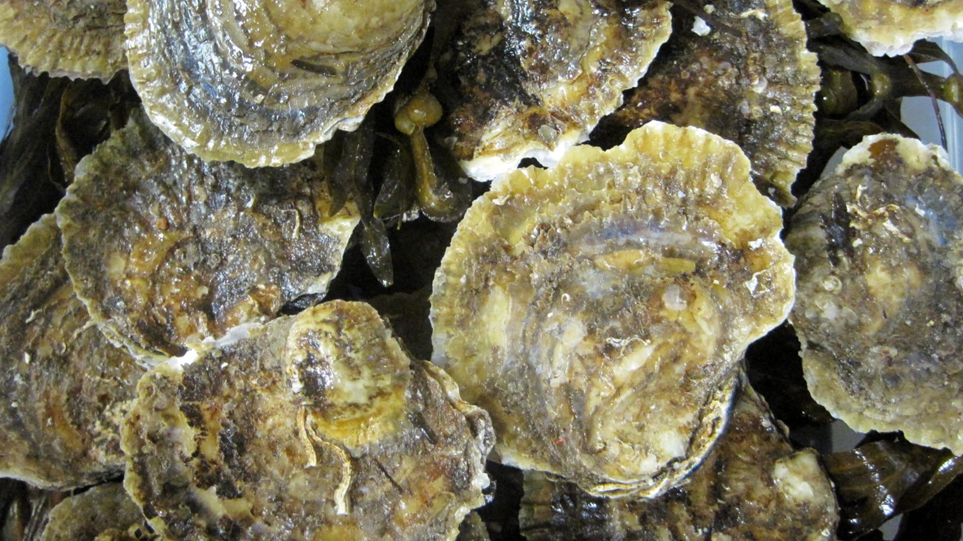 OYSTERS 23 09 2026
