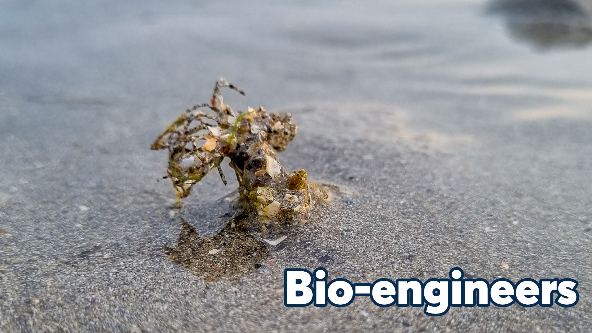 Sandmason worm Bioengineers on Grattan Beach Salthill