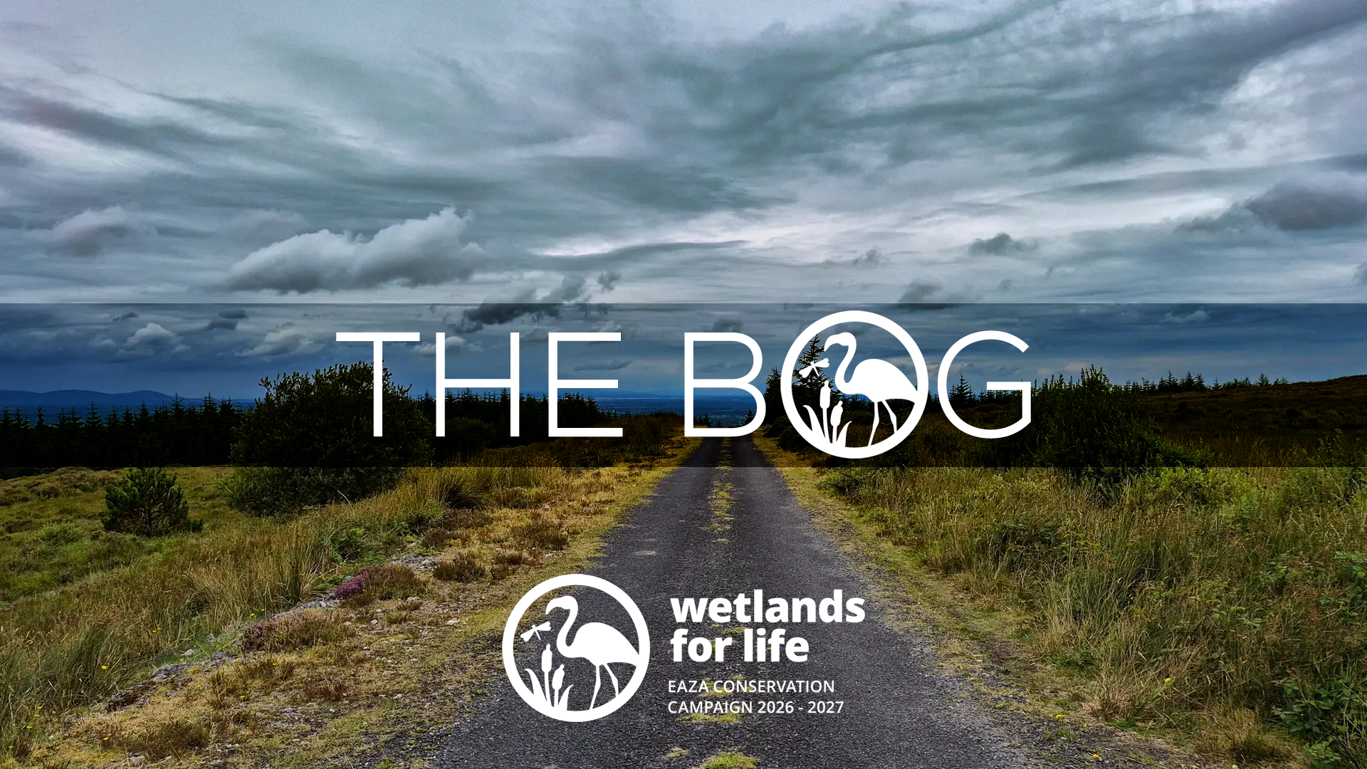 THE BOG COVER