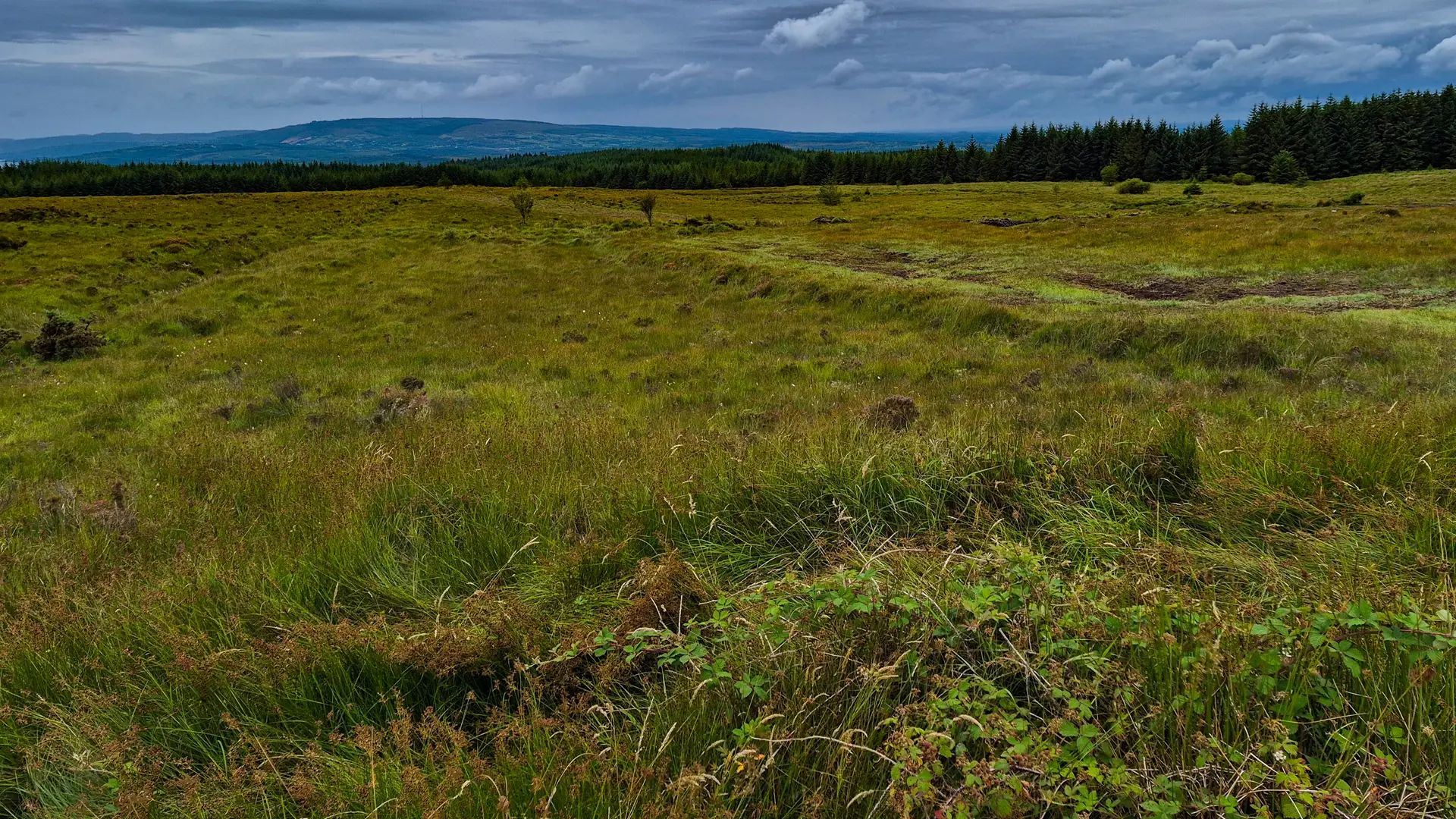 The Blanket Bog of Gort Co. Galway