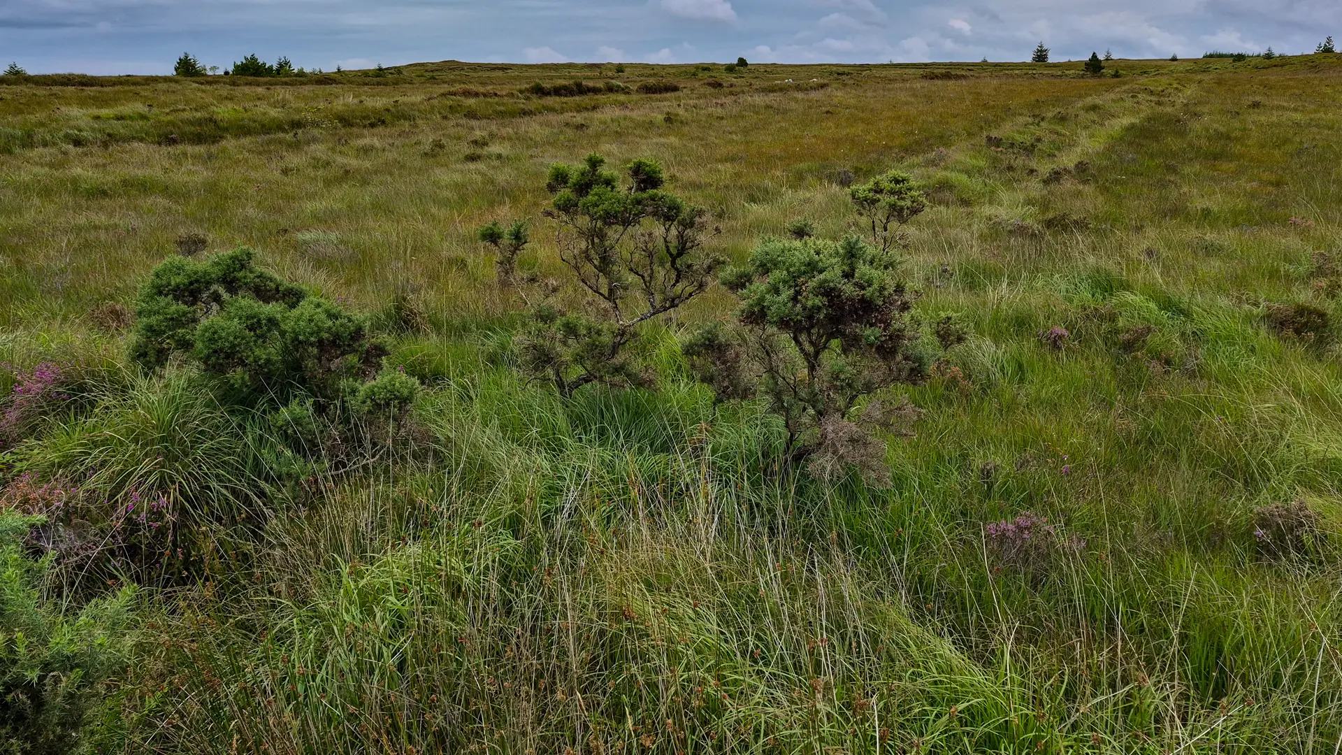 a side image of the bog in Galway City it is a very green and lush landscape