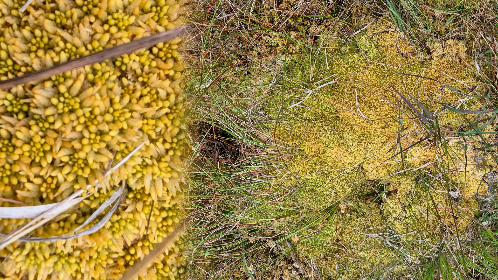 bog moss in Galway County