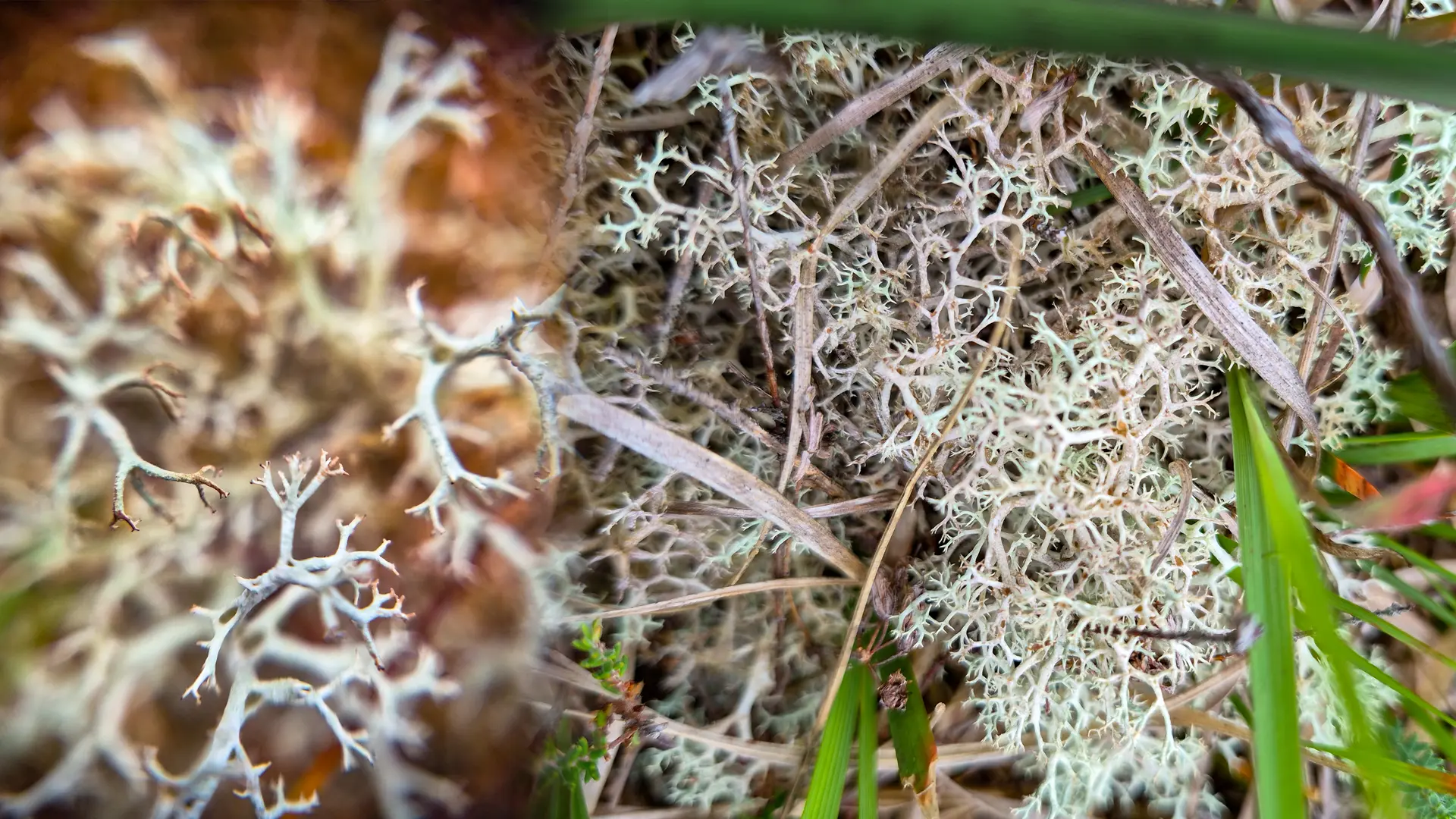 reindeer lichen in a bog