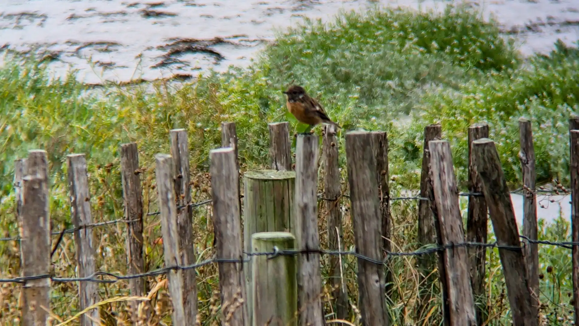 small bird on a post