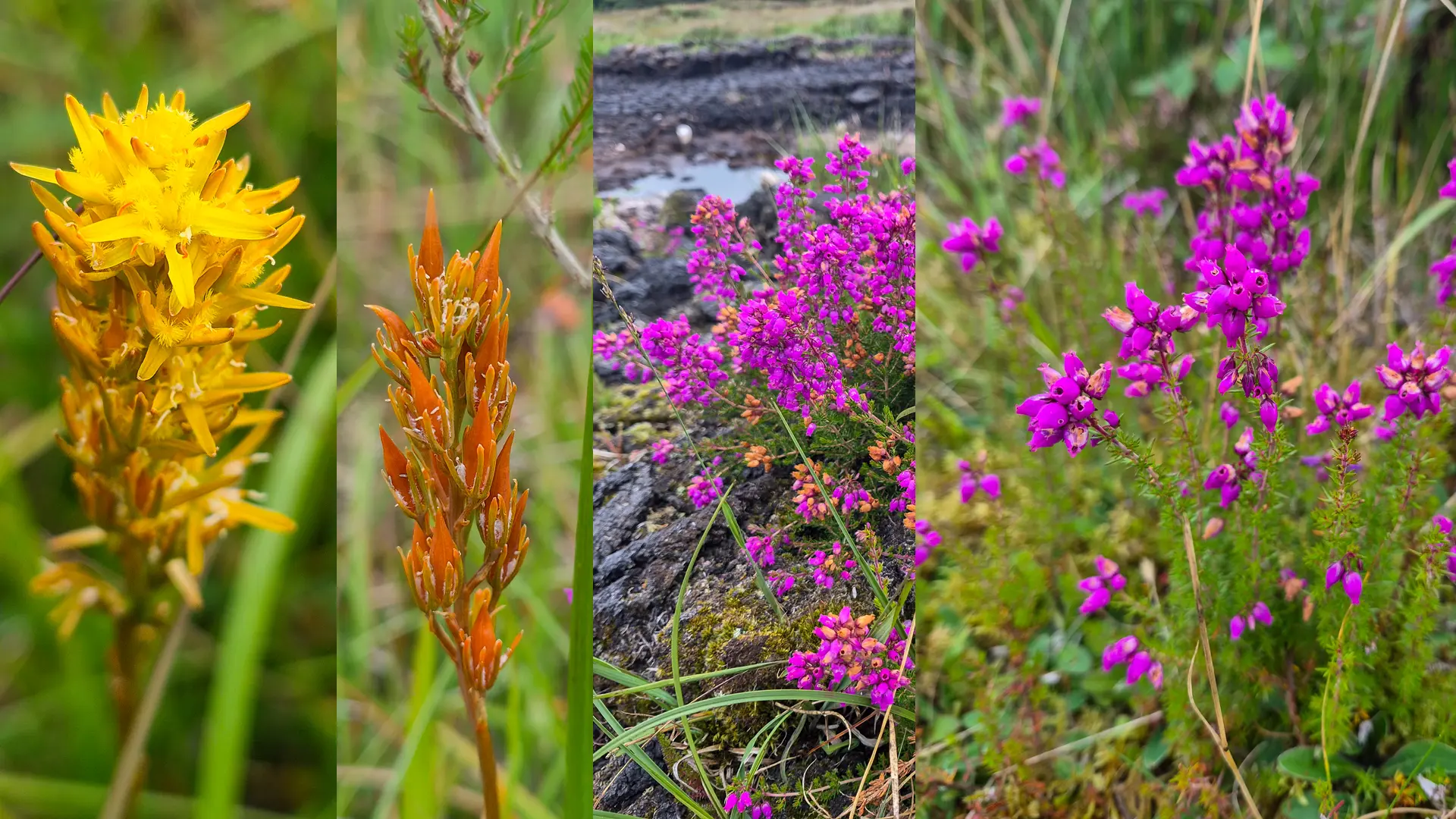 some of the wild flowers found on a bog