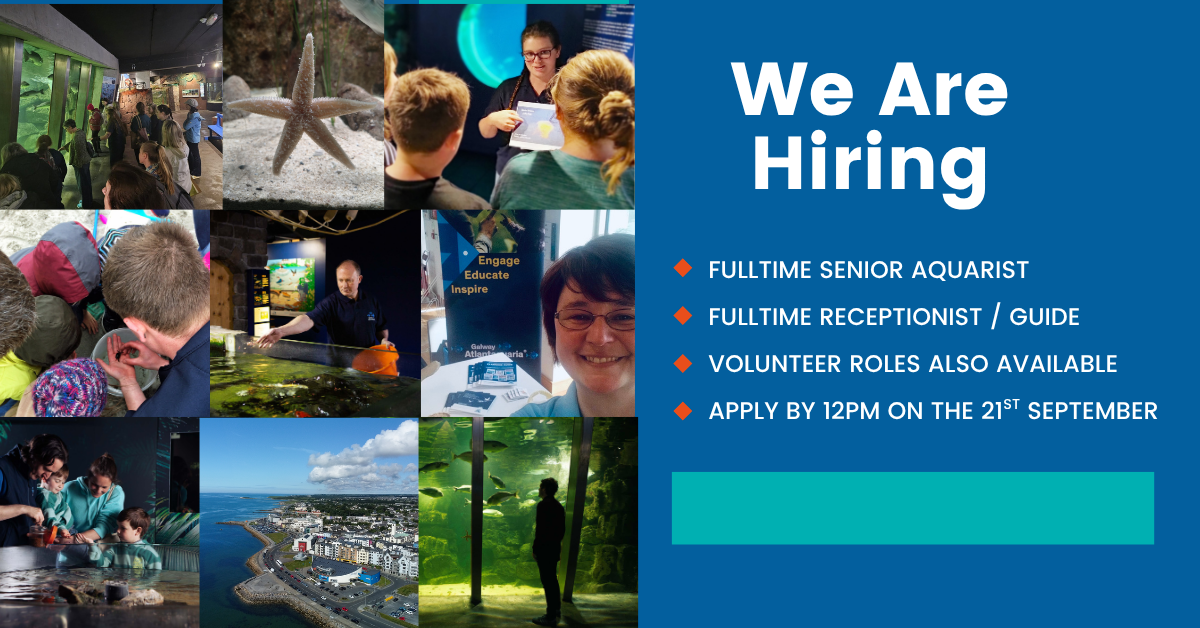 Job Vacancy Advertisement with images from the aquarium and the job vacancies available