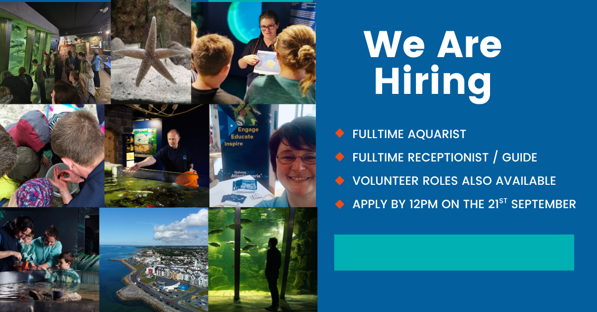 Job Vacancy Advertisement with images from the aquarium and the job vacancies available