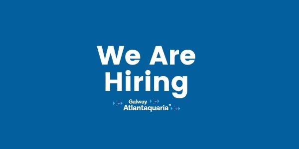 Job Vacancy square (200 x 250 px) (1)